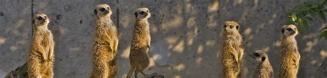 cotswold wildlife park webcam|Live Meerkat Cam : Cotswold Wildlife Park and Gardens